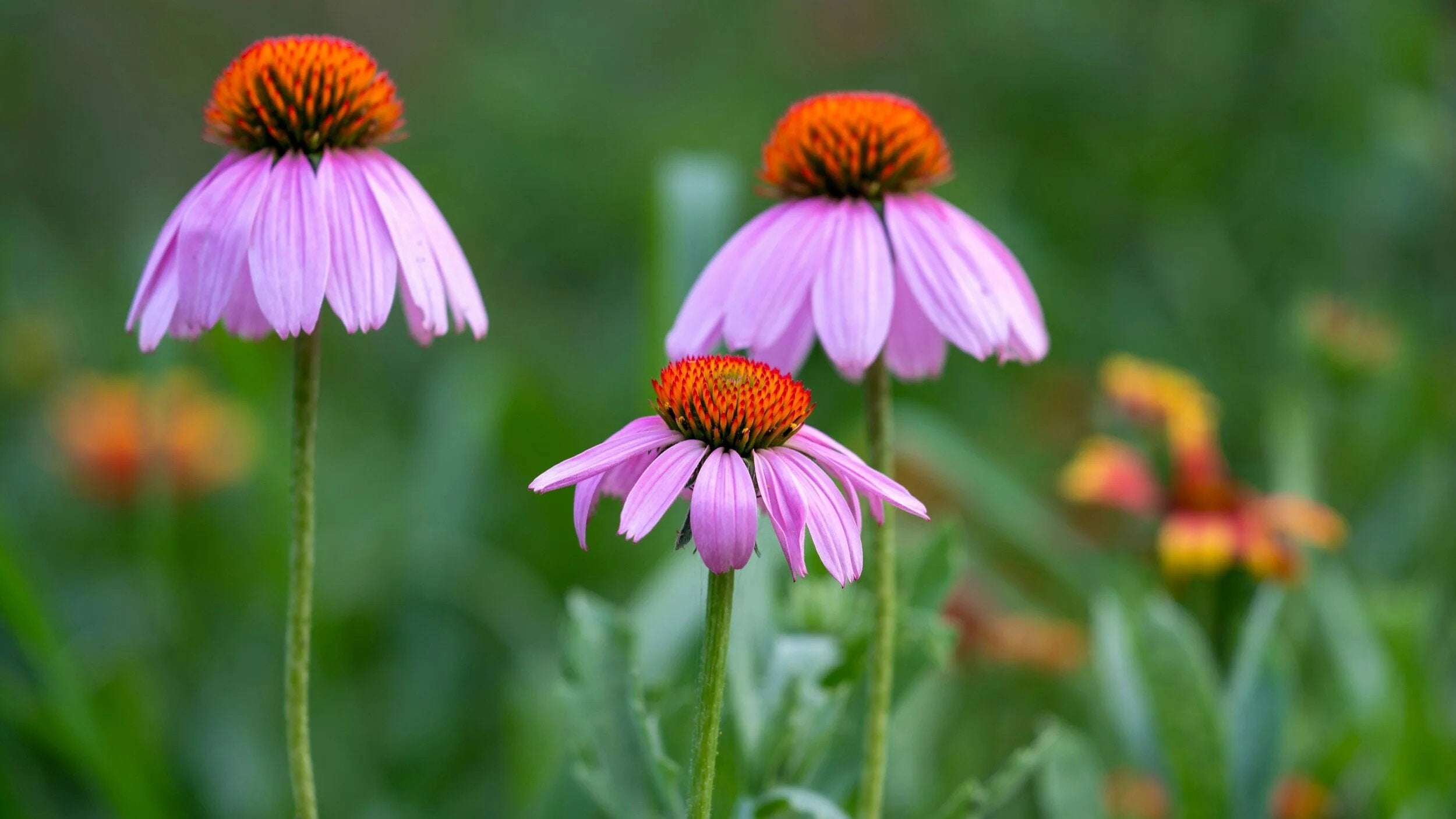 Purple Coneflower Echinacea Bee Bird Magnet Perennial Seeds – Heirloom, Non-GMO, High