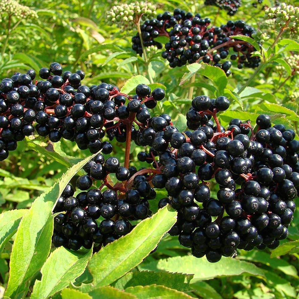 Verity Elderberry Or Fruit Berry
