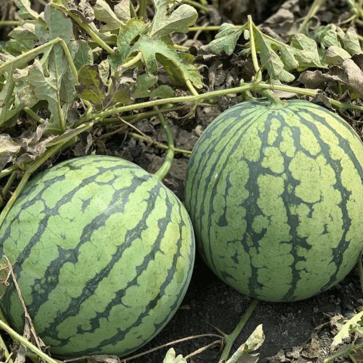 winter watermelon citrullus lanatus fruit seasonal seeds