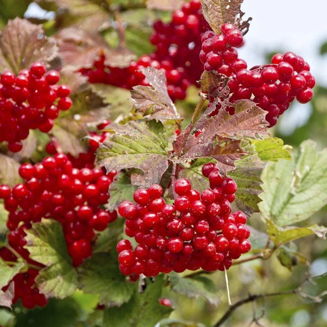 cranberry viburnum opulus european fruit great seeds