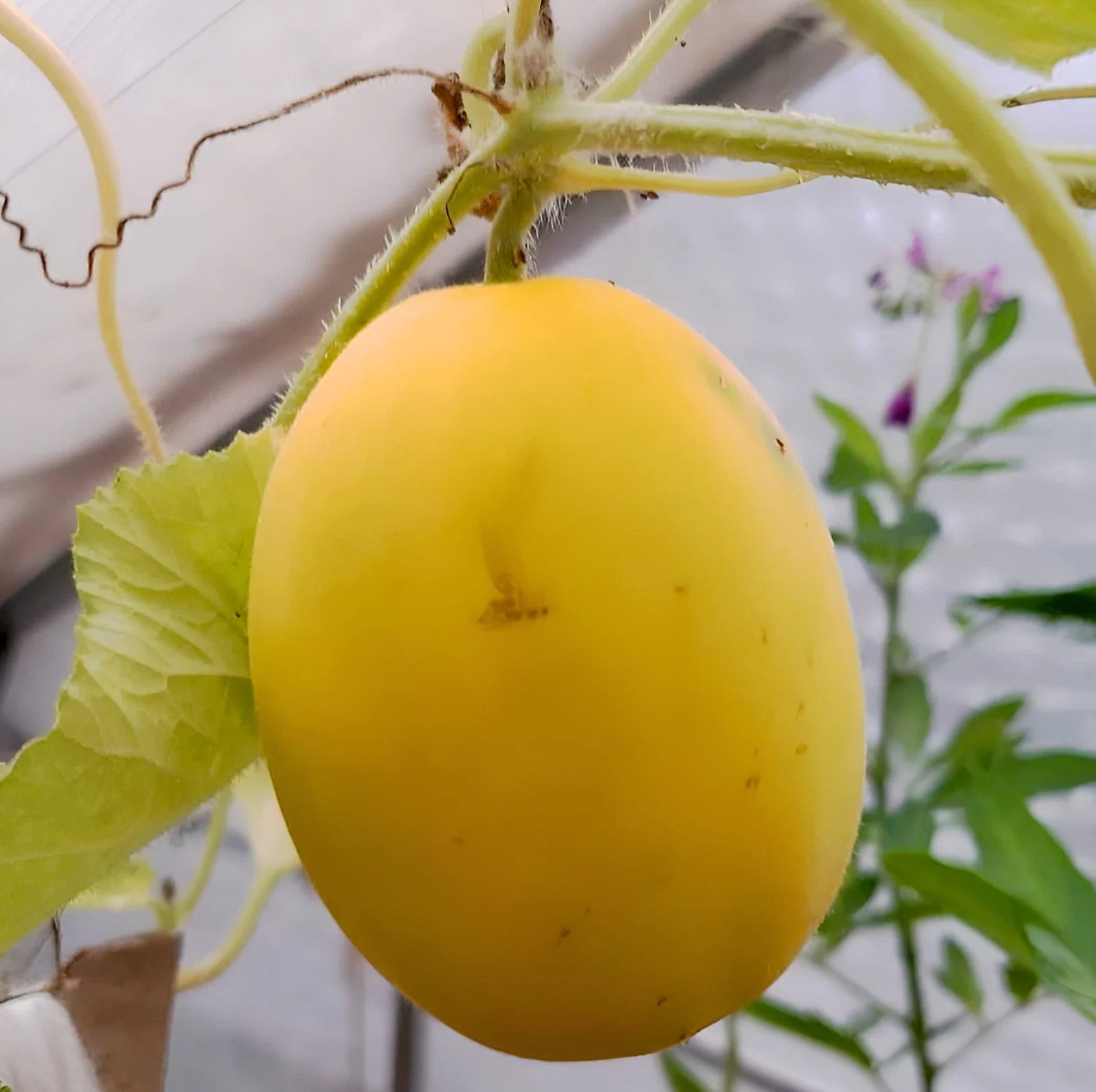 vine peach melon aka mango fragrant unique high organic Fruit Seeds organic garden seeds