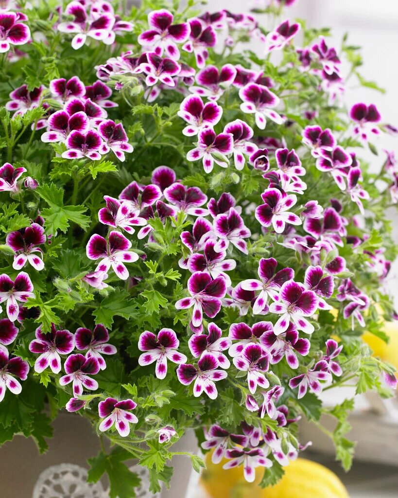 White Puple Geranium Pelargonium Flower Seeds - Heirloom Non-GMO High Germination Flower Seeds for Planting
