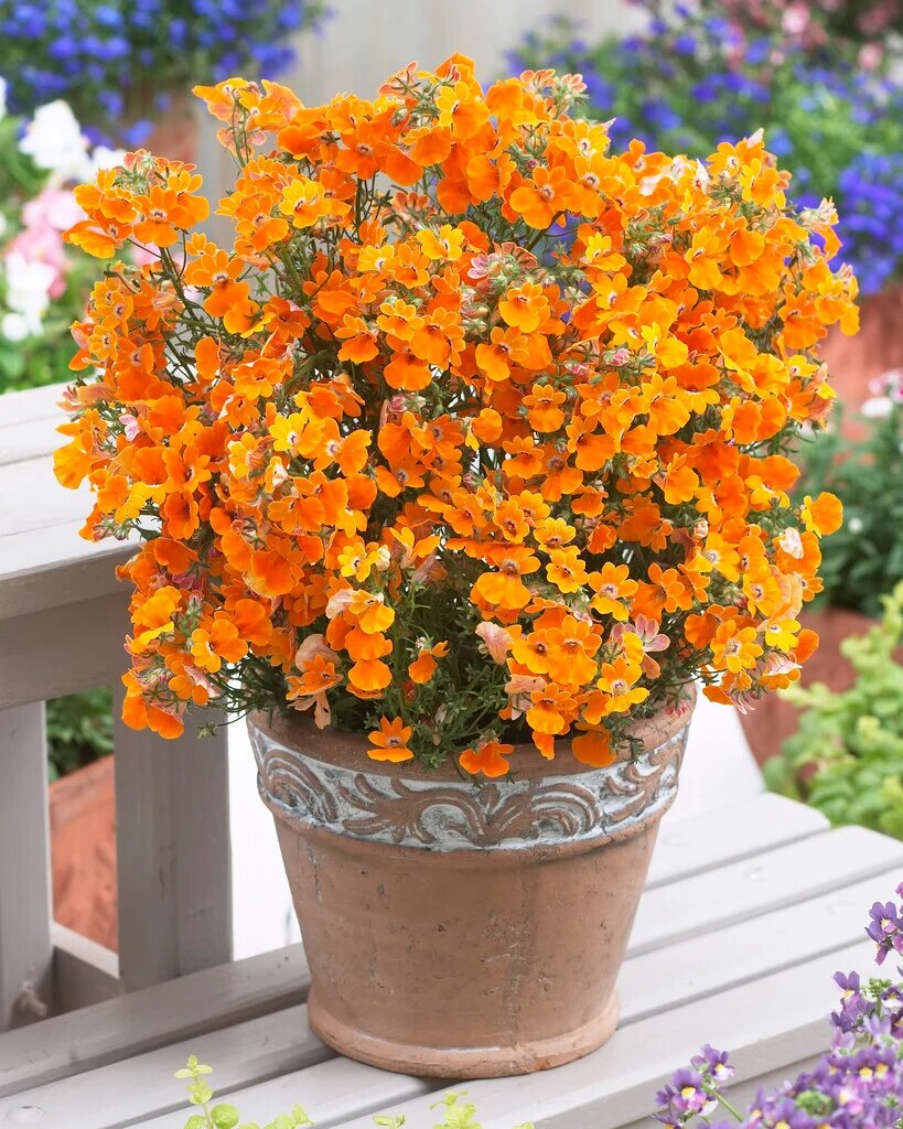 Orange Nemesia Flower Seeds – Exotic Flowering Plants for Colorful Backyard Beauty