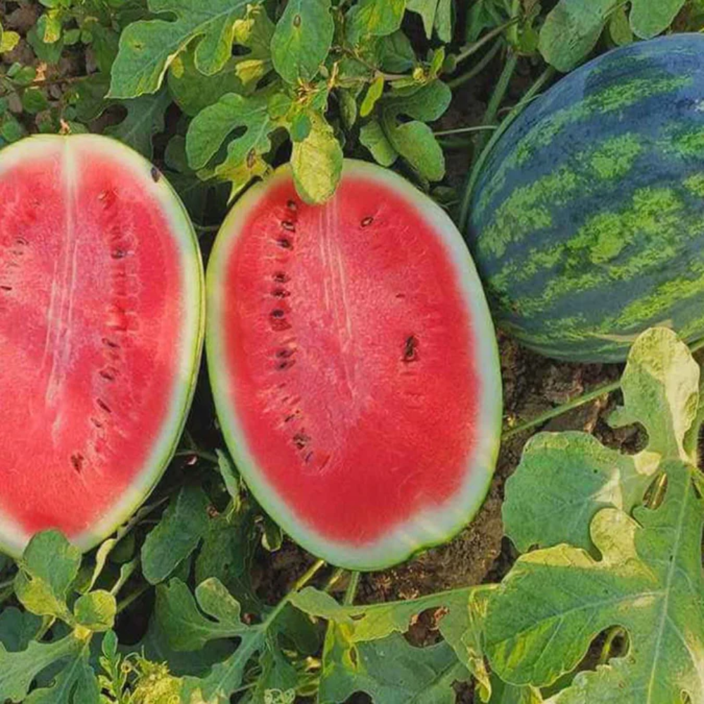 Mountain Hoosier Watermelon Fruit High Yielding Variety Fruit Seeds