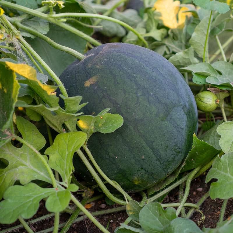 watermelon citrullus lanatus black diamond fruit seeds