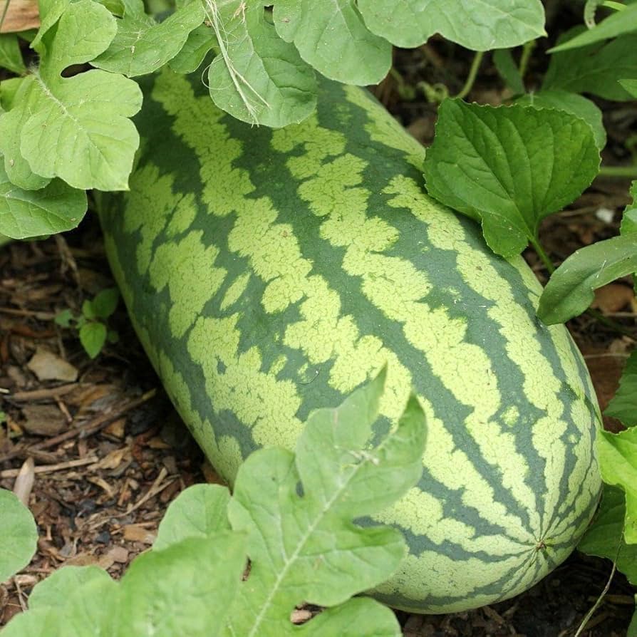watermelon citrullus lanatus congo fruit great seeds