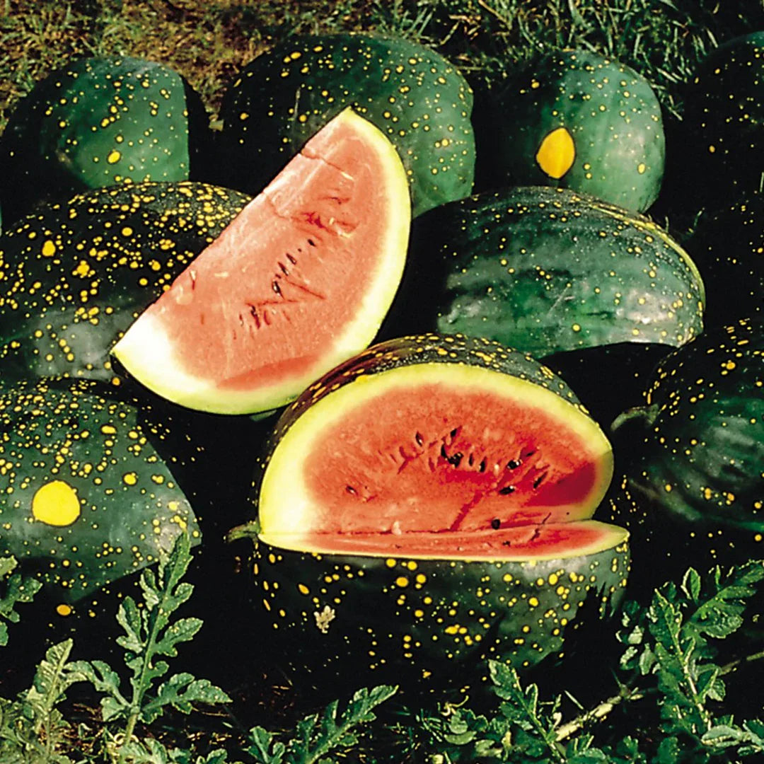 moon and stars watermelon fruit for planting a unique sweet refreshing Fruit seeds