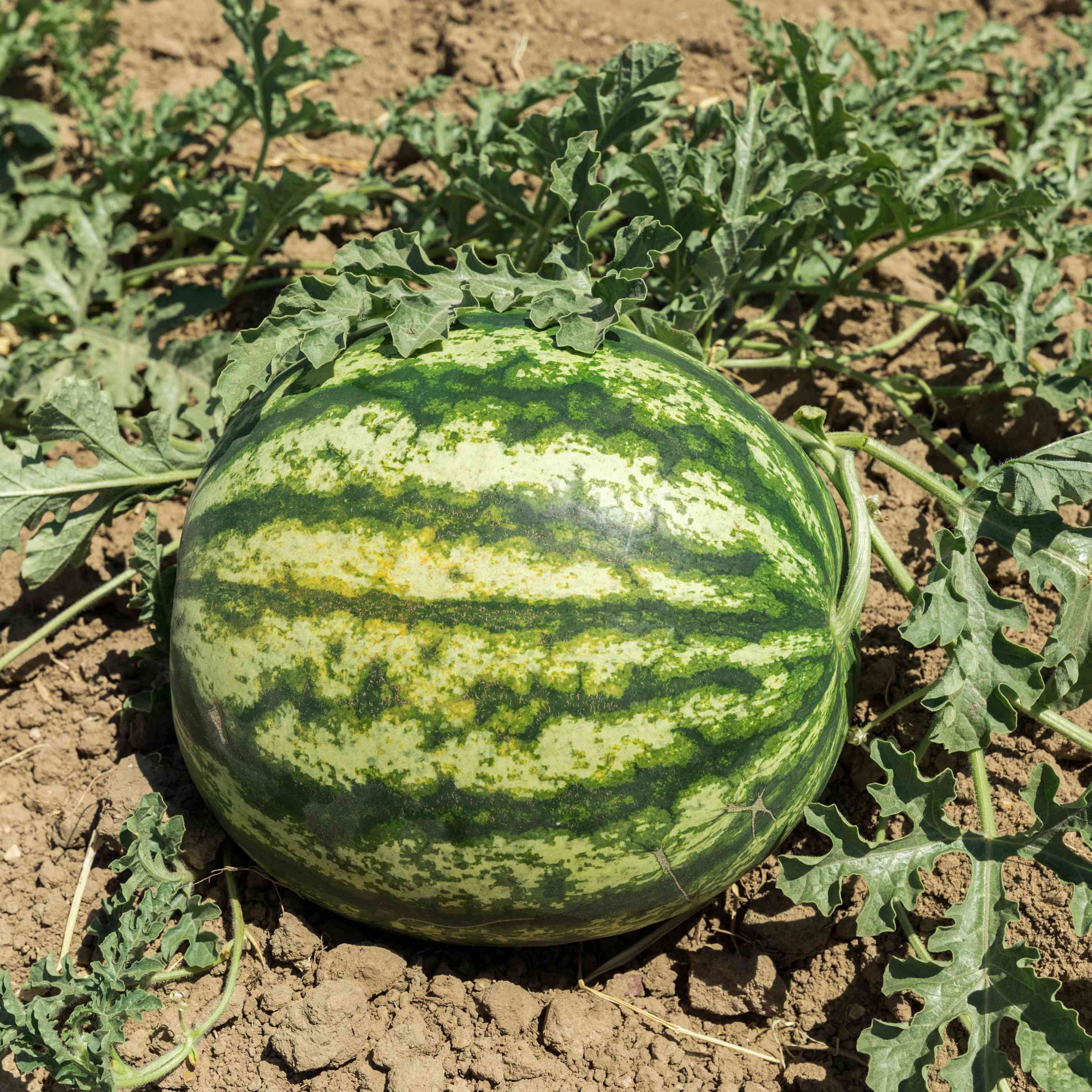 watermelon Fruit seeds