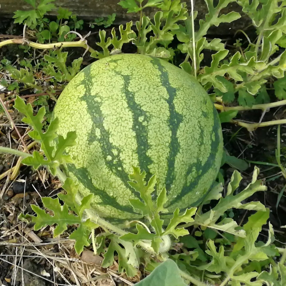 watermelon citrullus lanatus dixie queen fruit seeds