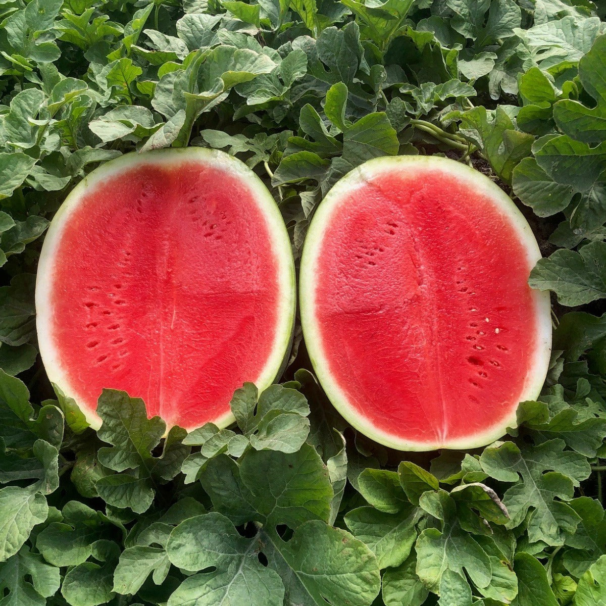 red seedless watermelon sweet fruit plant seeds
