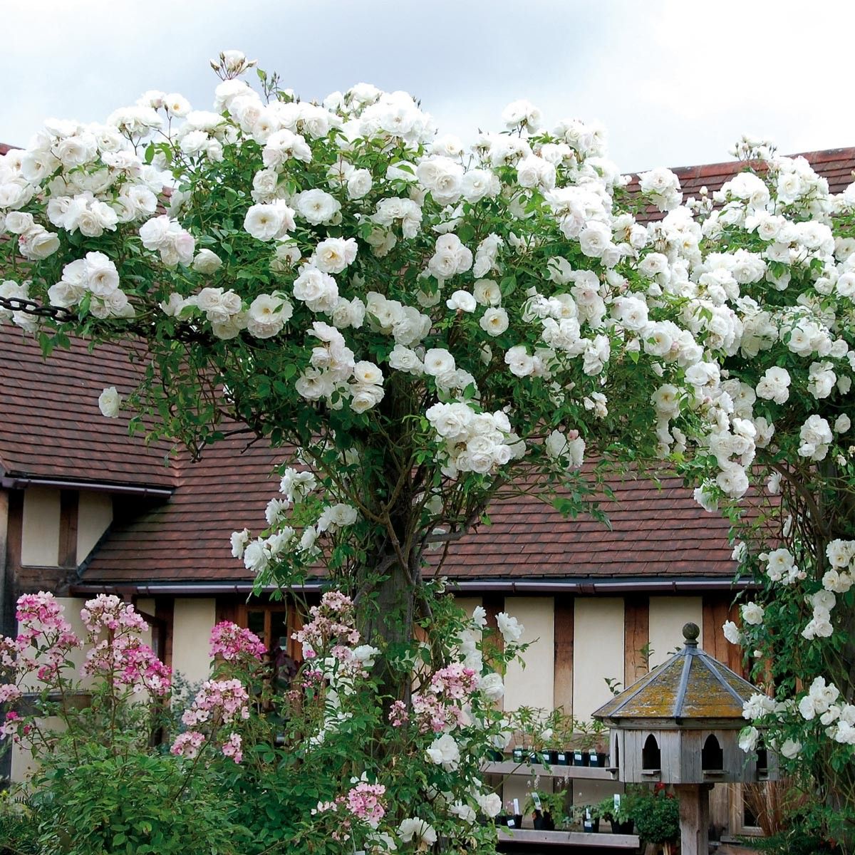 White Climbing Rose Flower Seeds