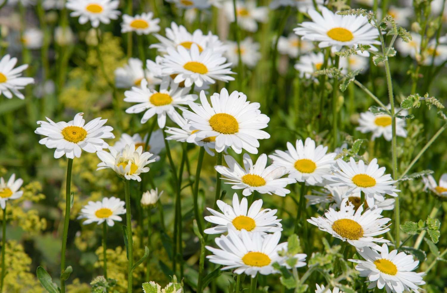 White Daisy Flower Seeds - Heirloom Non GMO High Germination Garden Planting Seeds