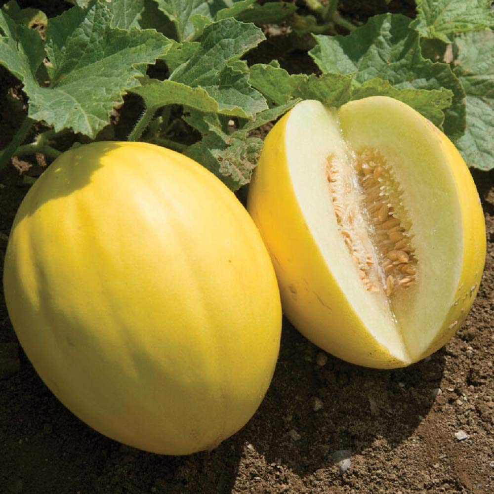 White Yellow Melon Cantaloupe Quality Fruit Seeds