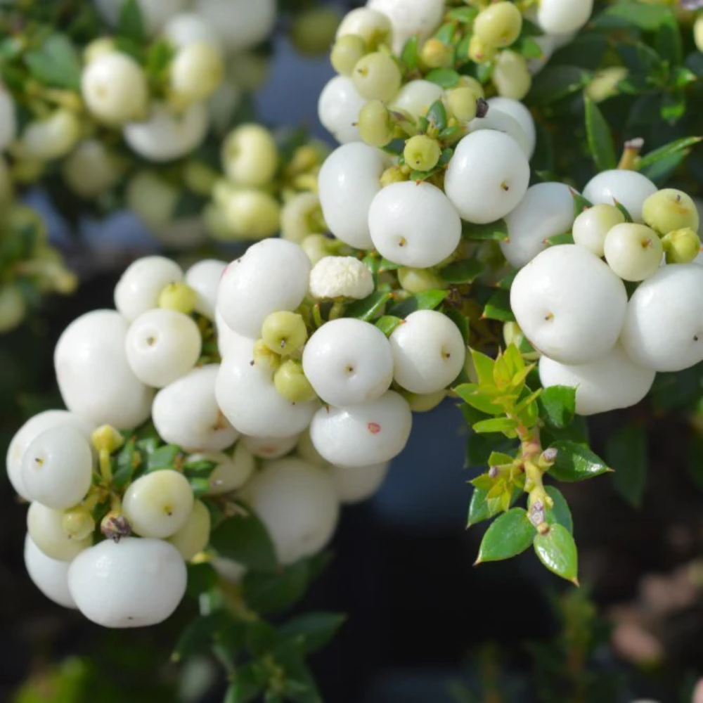 gaultheria antipoda snowberry new zealand fruit for planting hardy ornamental and edible berries seeds