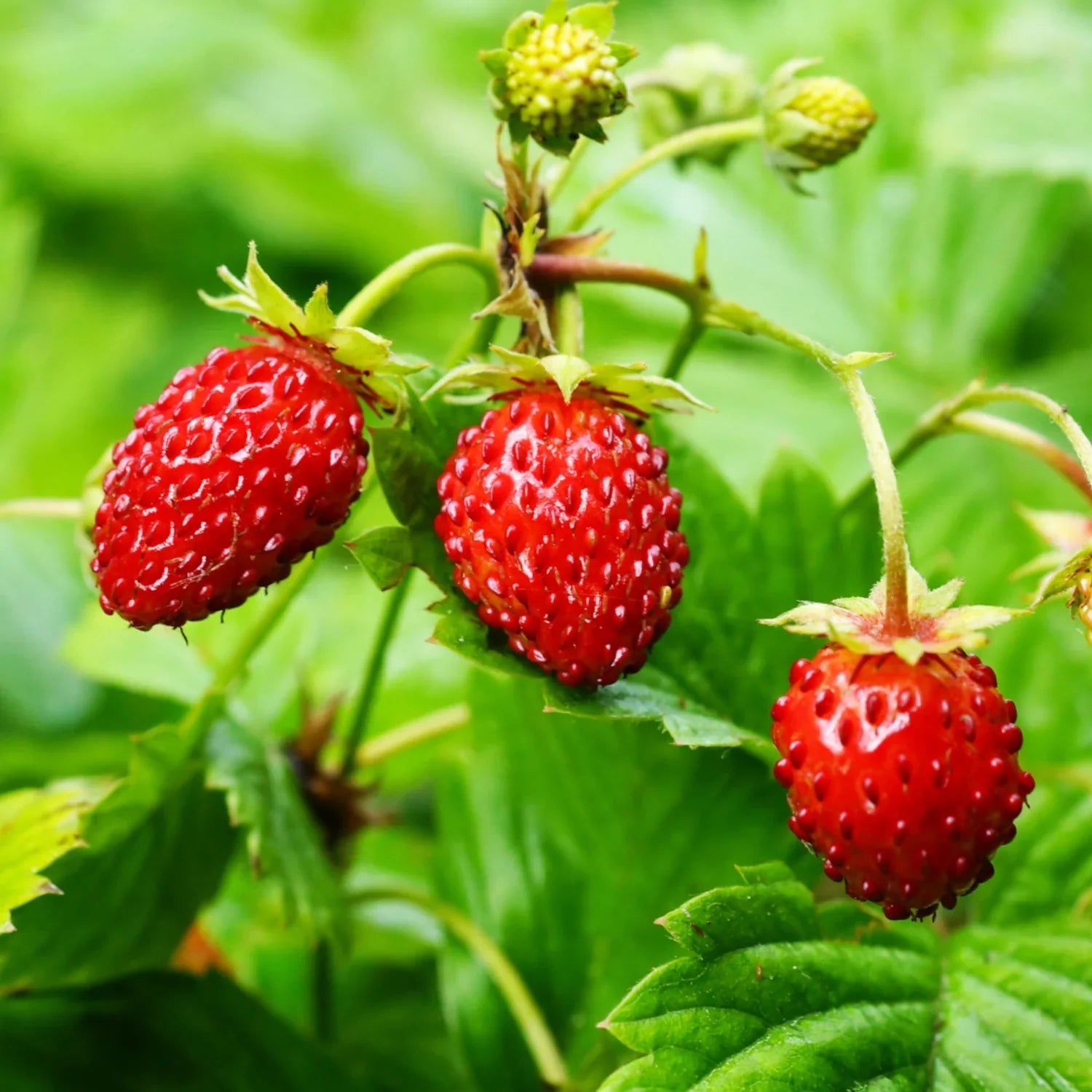 wild strawberry baron solemacher fruit seeds