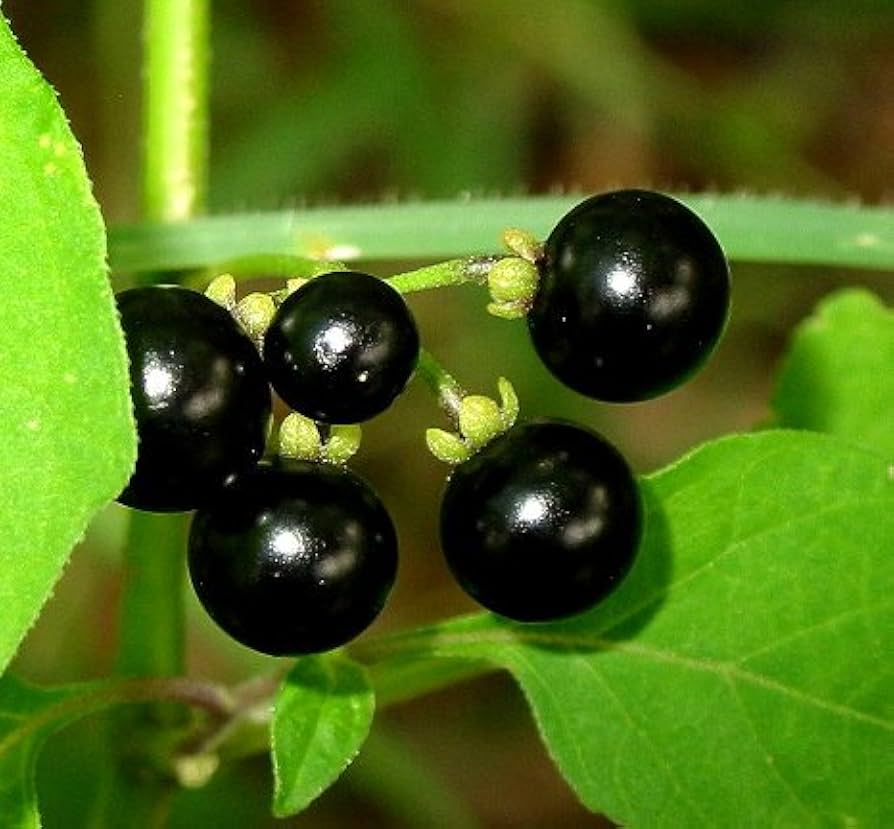 Wonder Black Night Huckleberry Solanum