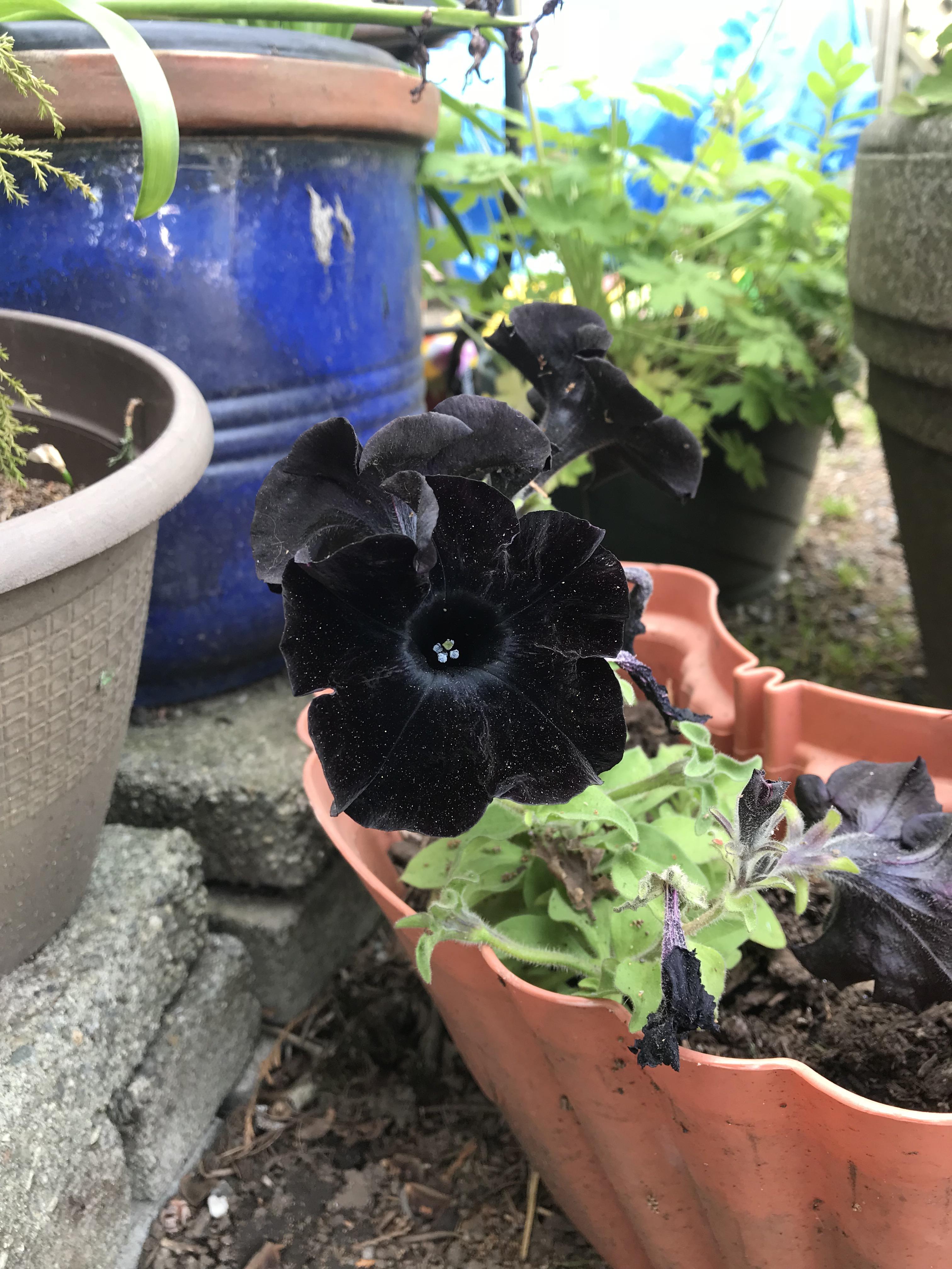 Black Petunia Flower Seeds
