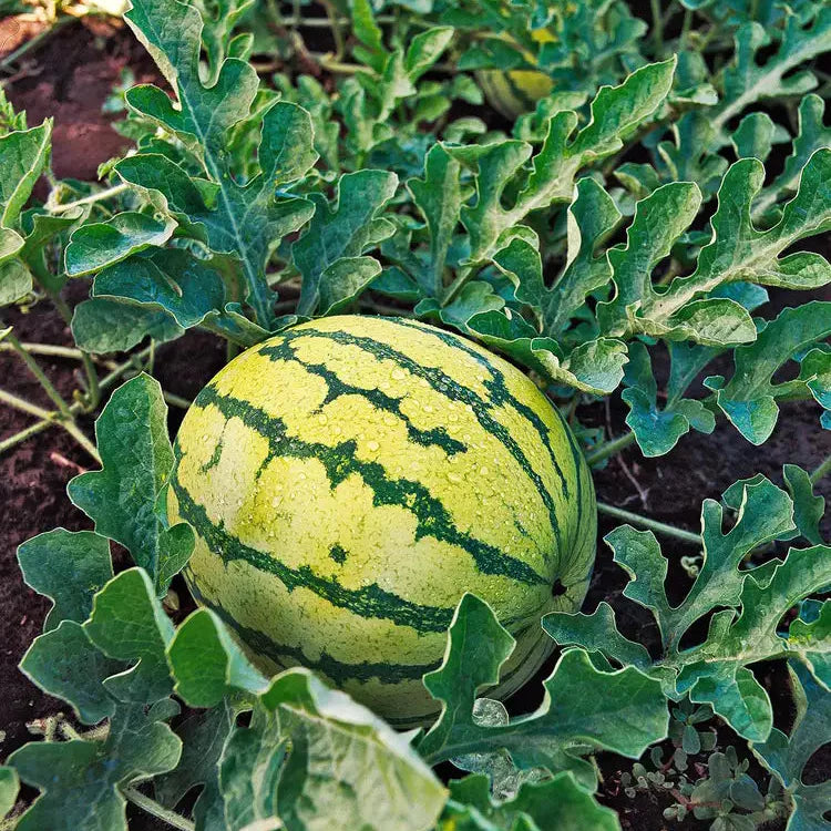 yellow baby doll watermelon citrullus lanatus seeds