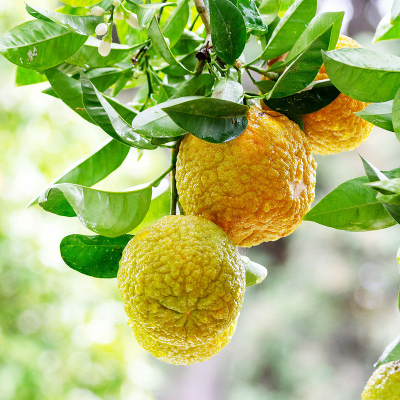 yellow bergamot aromatic tea herb fresh seeds