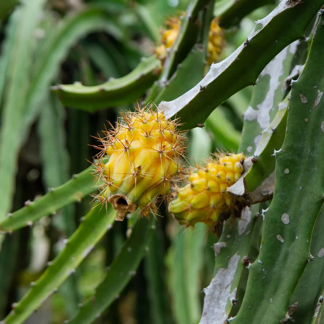 yellow pitaya hylocereus megalanthus fruit tree seeds