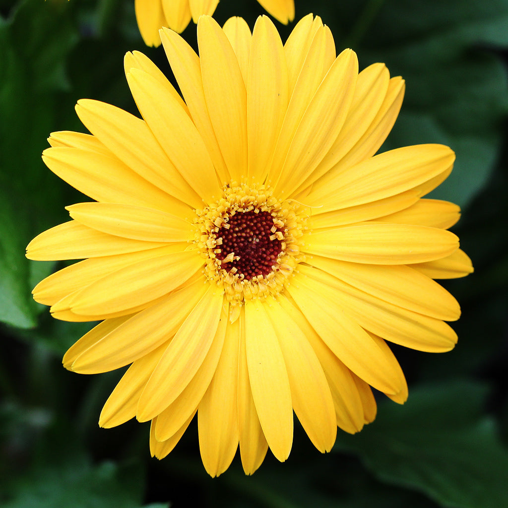 Yellow Daisy Gerbera Flower Seeds - Heirloom Non GMO High Germination Premium Garden Seeds for Planting