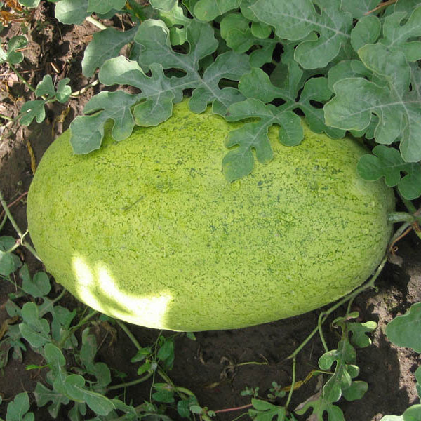 yellow watermelon citrullus lanatus fruit in seeds