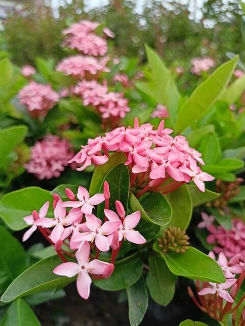 Pink Ixora Flower Seeds