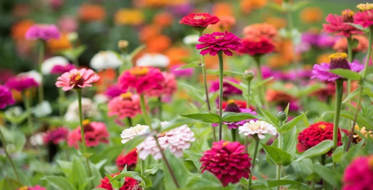 Mixed Zinnia Flower Seeds - Heirloom Non GMO High Germination Garden Planting Seeds