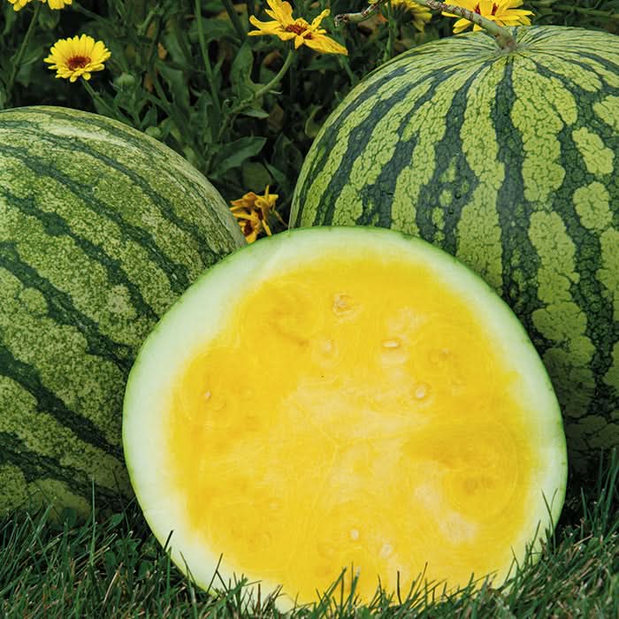 Buttercup Watermelon Fruit Growing Refreshing And Sweet Watermelons Fruit Seeds