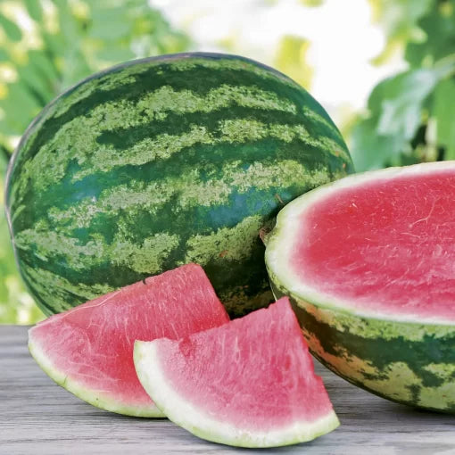 triple crown hybrid watermelon large extra sweet red watermelons high organic Fruit Seeds organic garden seeds
