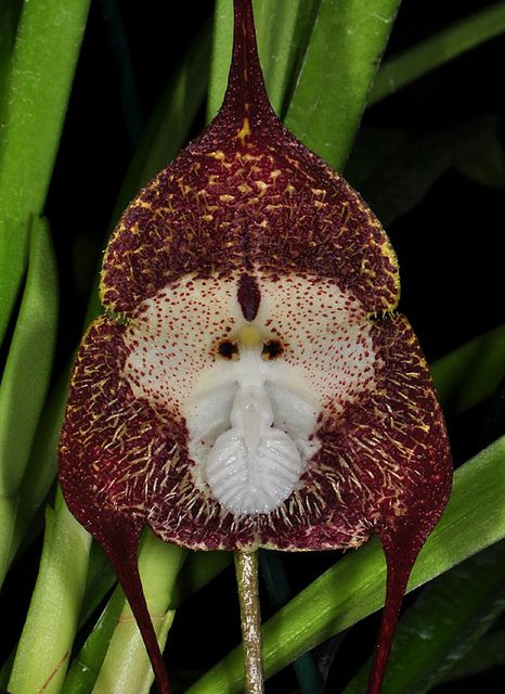 Brown Monkey Face Orchid Flower Seeds – Premium Floral Seeds for Decorative Home Landscaping | Seeds for Planting, Heirloom, Non-GMO, High Germination Organic Garden Seeds