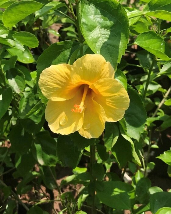 Yellow Hibiscus Flower Seeds