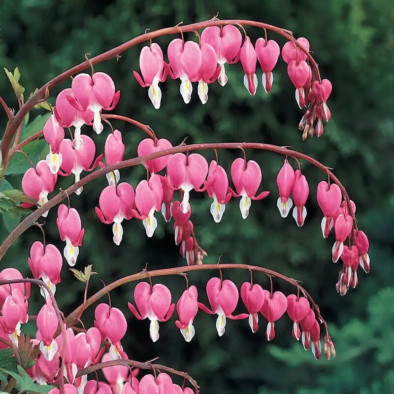 Pink Dicentra Flower Seeds