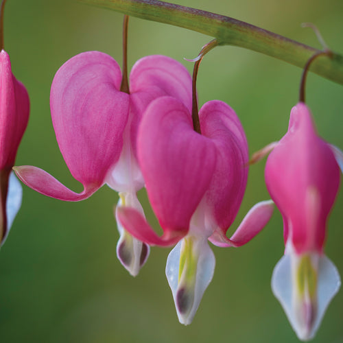 Pink Bleeding Heart Flower Seeds - Heirloom Non GMO High Germination Garden Seeds for Planting