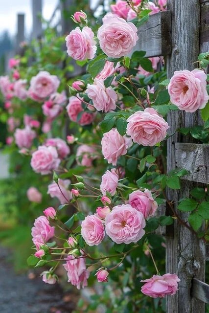 Pink Climbing Rose Flower Seeds – - Heirloom Non GMO High Germination Garden Seeds for Planting