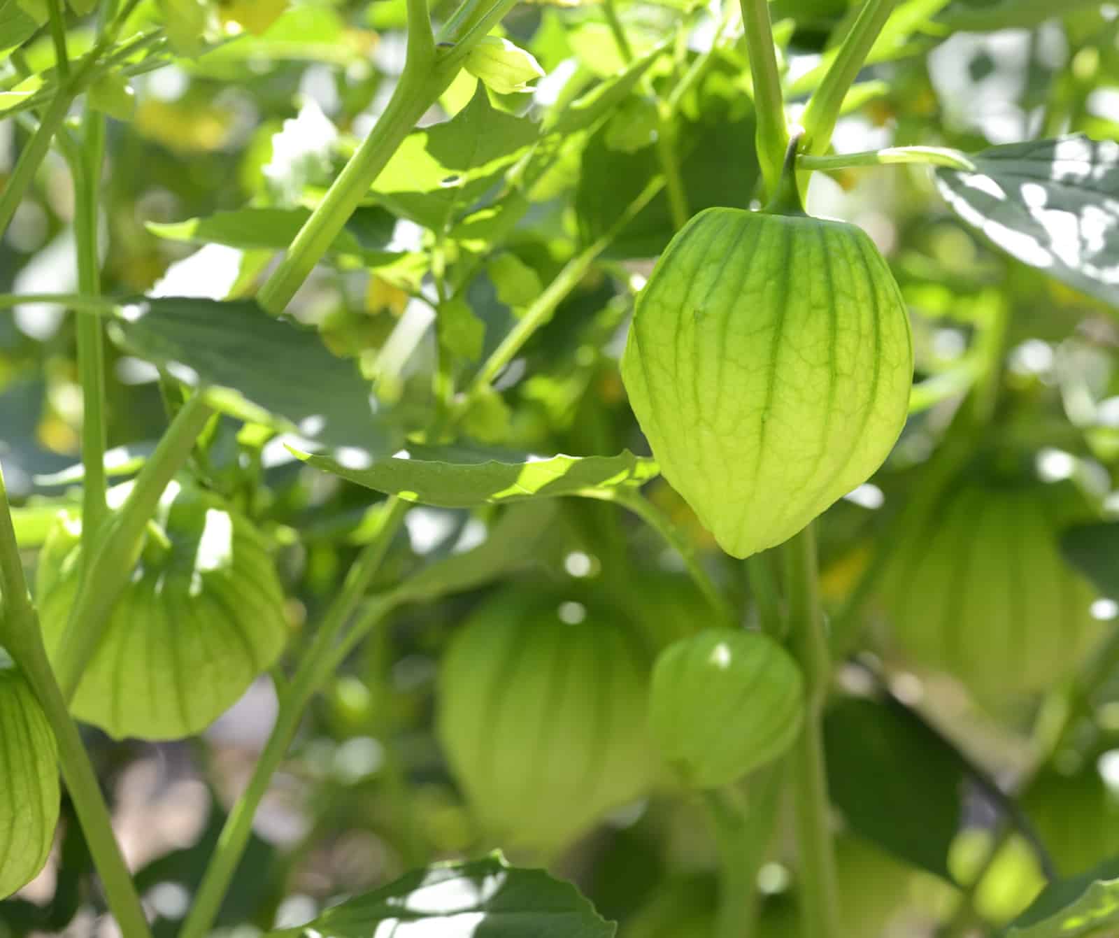 Tomatillo Fruit Ideal Adding Flavor To Your Fruit Seeds