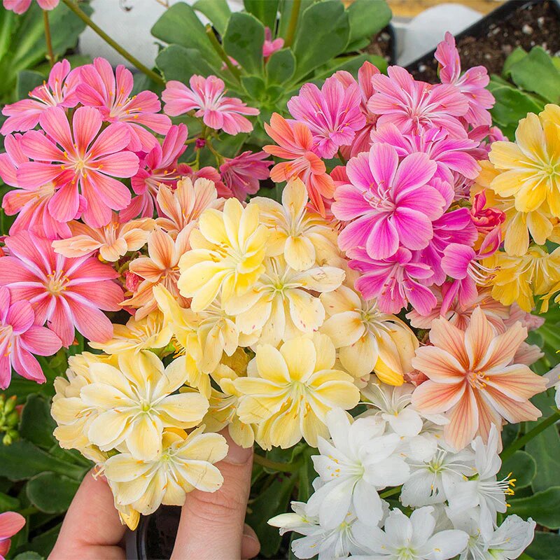Mixed Lewisia Cotyledon Flower Seeds