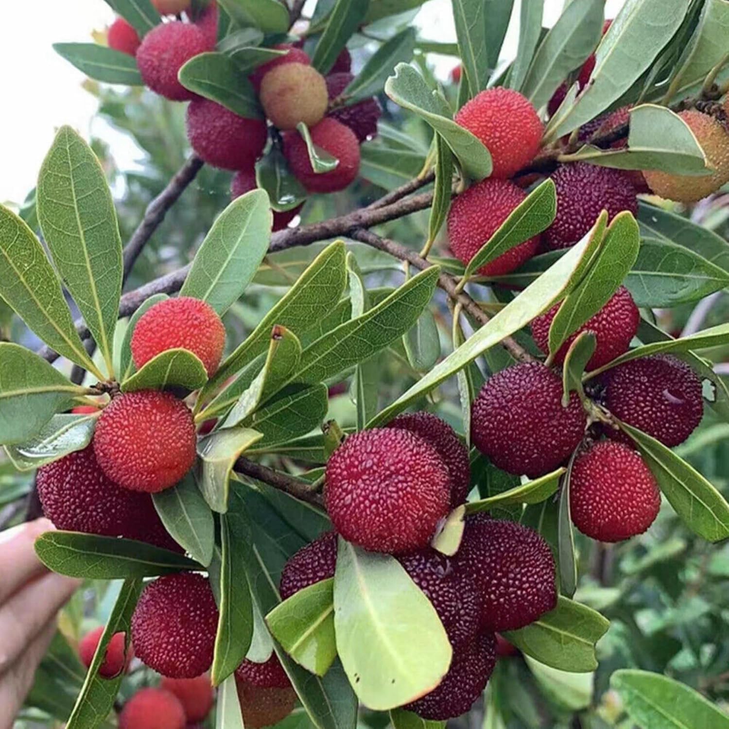 red myrica fruit unique and sweet Fruit Seeds