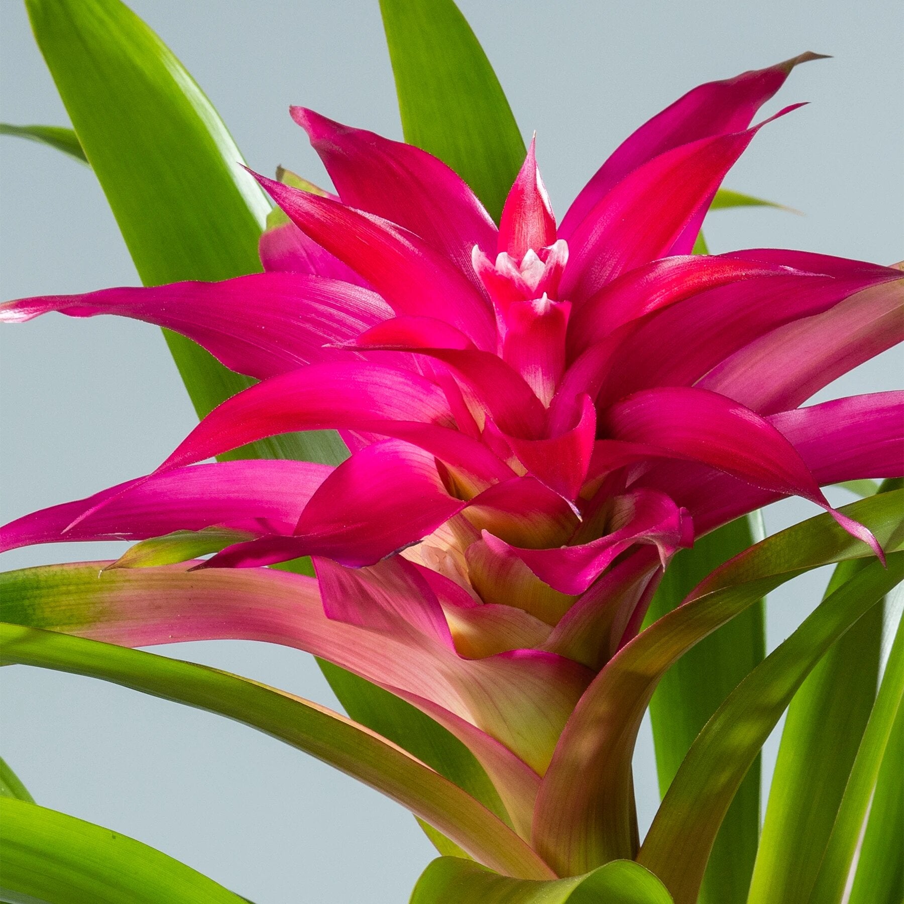 Pink Bromeliad Flower Seeds