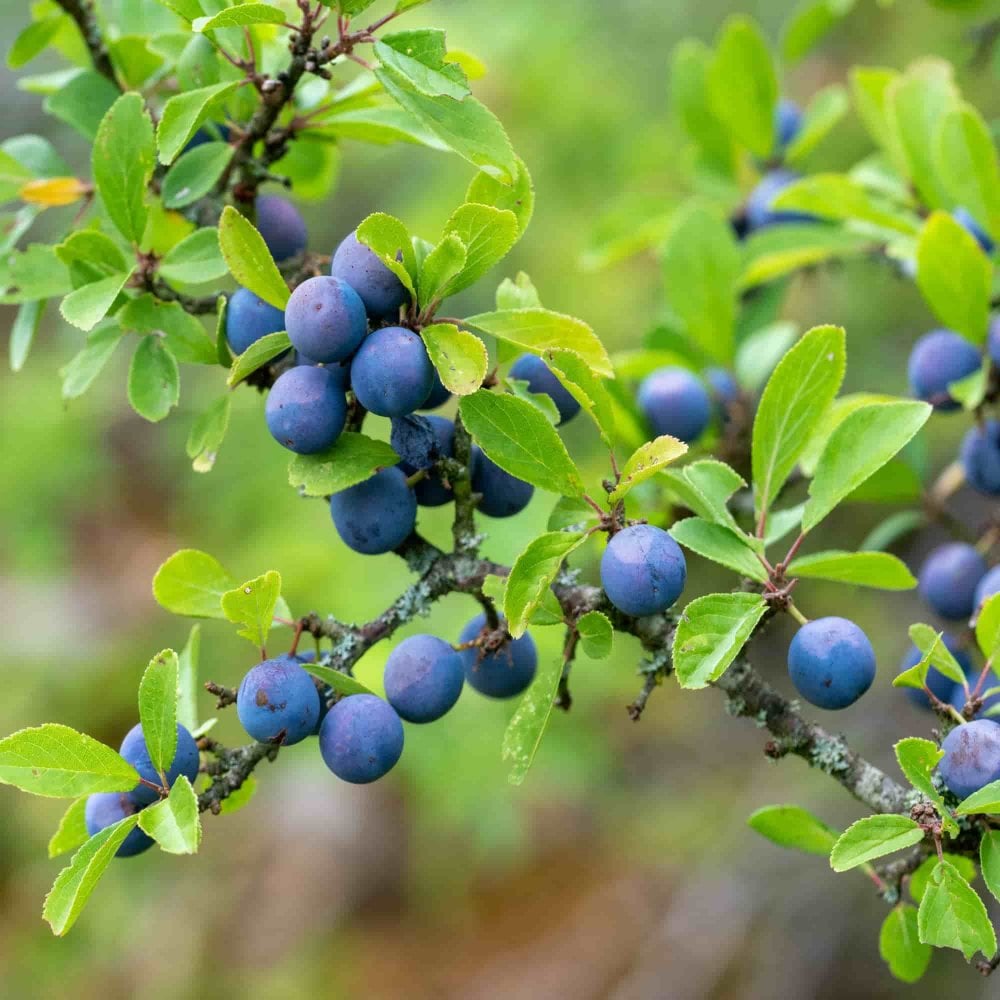 Blackthorn Fruit Ideal Hardy And Tasty Fruits Fruit Seeds
