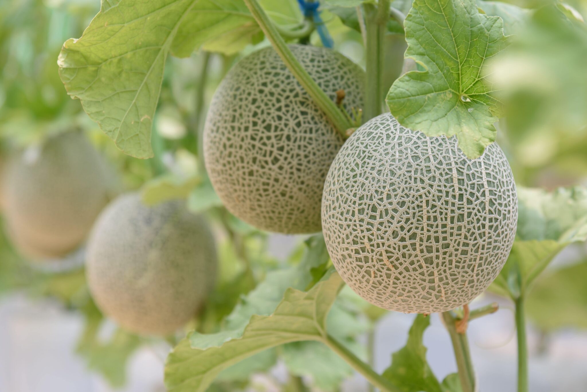 yellow ichiba kouji fruit exotic and Fruit Seeds