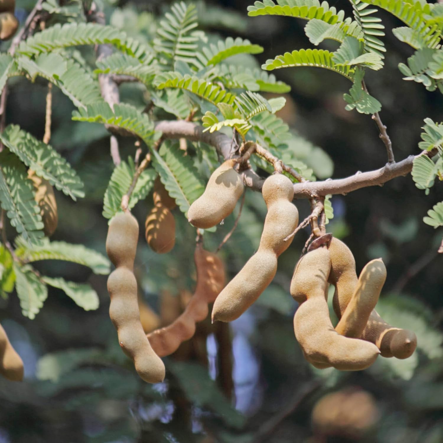 White Tamarind Fruit Leucaena Leucocephala Drought Tolerant Edible Fast Evergreen Tropical Shrub Self Fruit Seeds