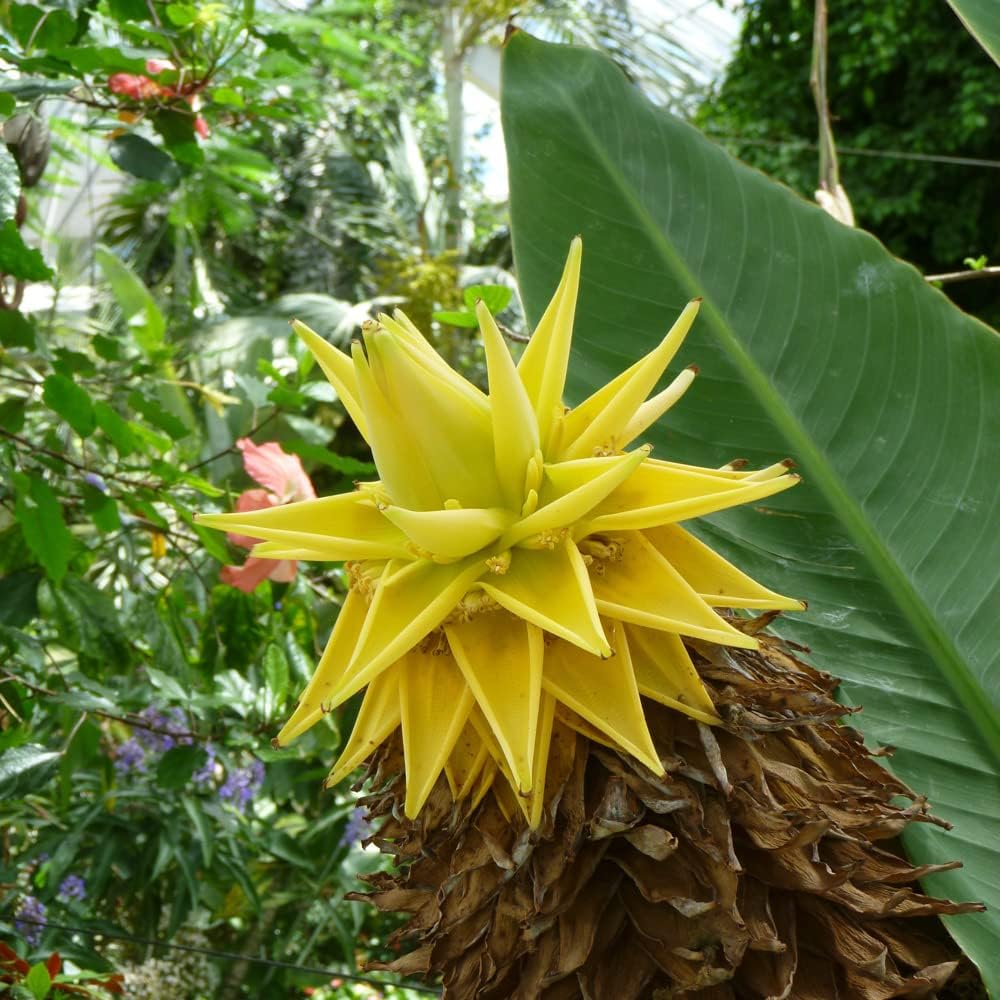 yellow lasiocarpa fruit for exotic plant Fruit Seeds