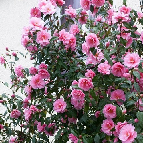 White Camellia Flower Seeds Perennial 