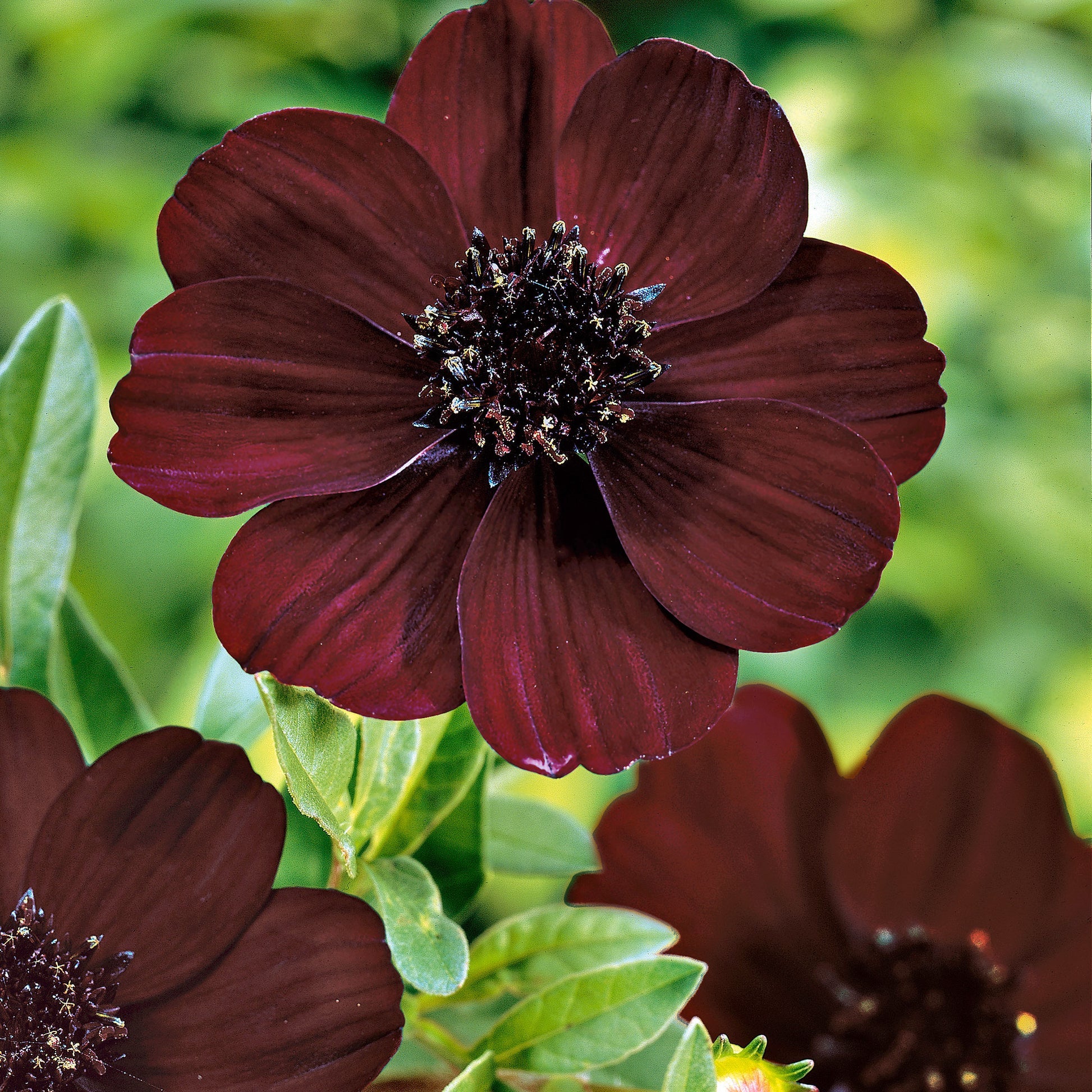 Brown Cosmos Flower Seeds