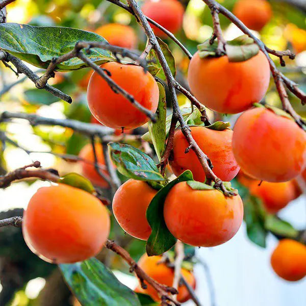 suculentas caqui fruit a hardy and Fruit Seeds