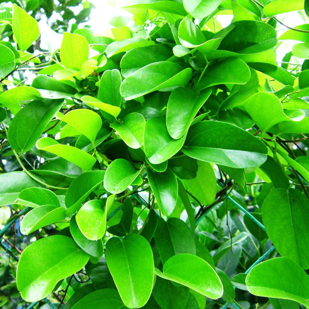 Yanang Tiliacora Triandra Fruit Growing Unique Jello Fruits Fruit Seeds