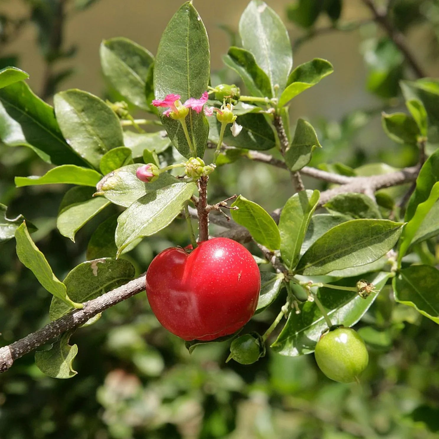 red eugenia rhombea fruit tropical fruits Fruit Seeds