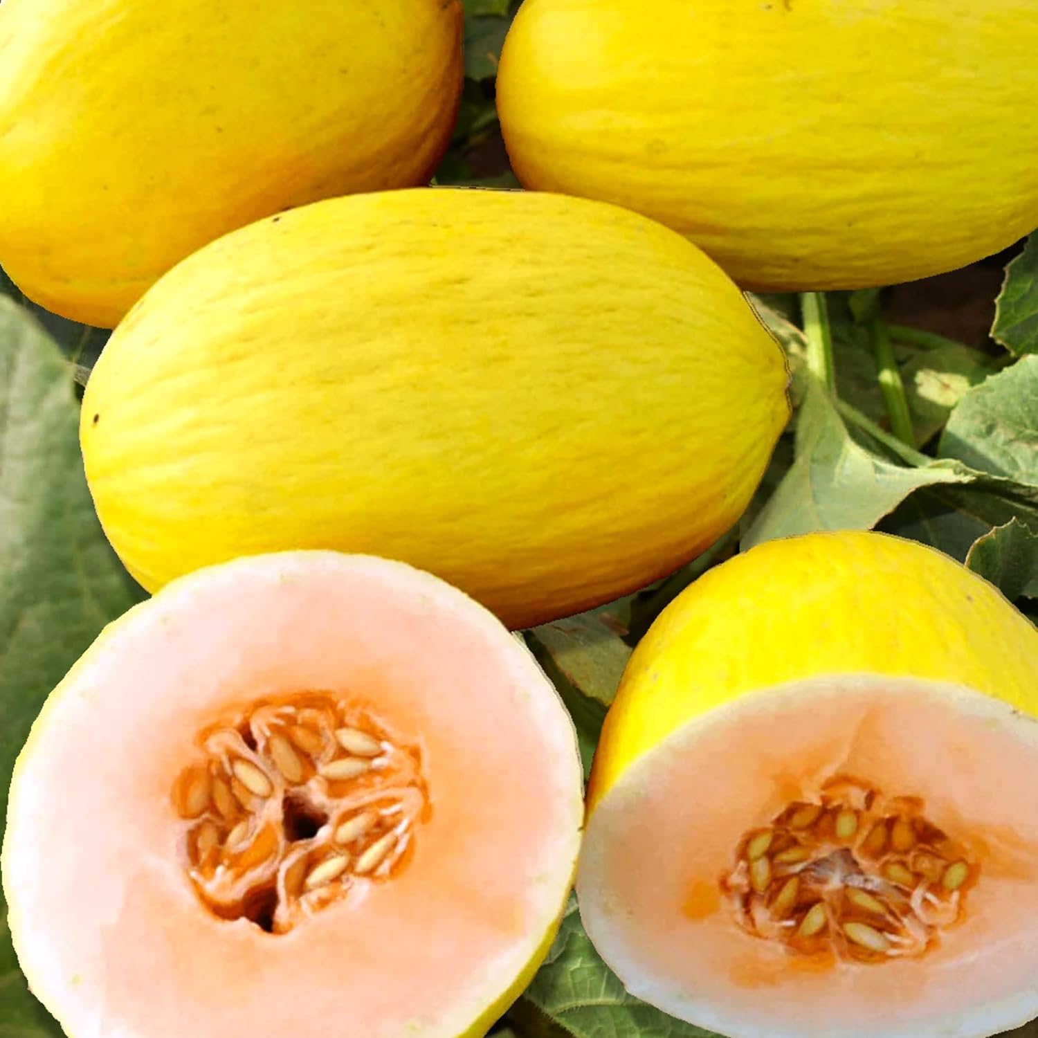 yellow crenshaw melon fruit sweet and Fruit Seeds