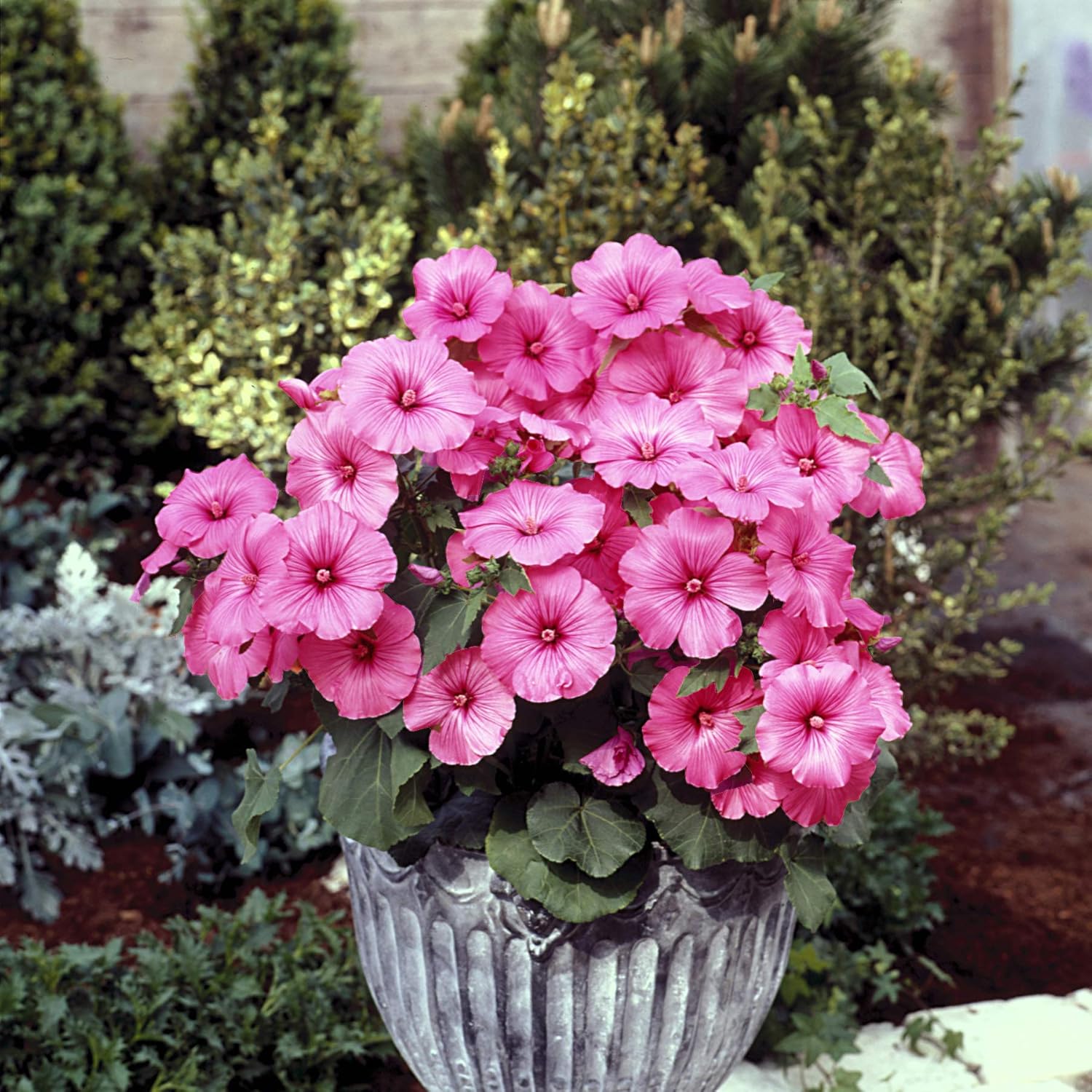 Pink Trimestris Flower Seeds